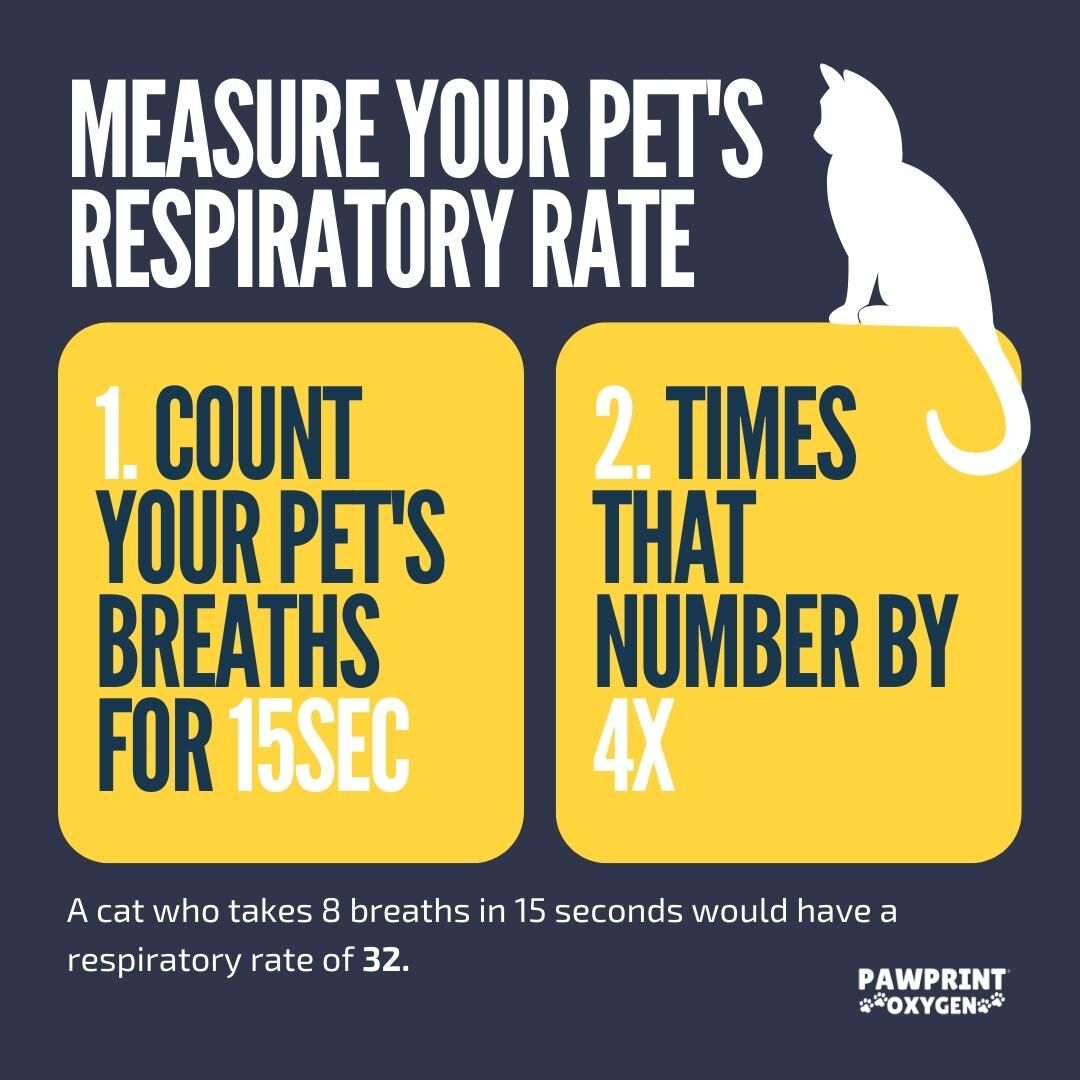 what should a dogs respiratory rate be