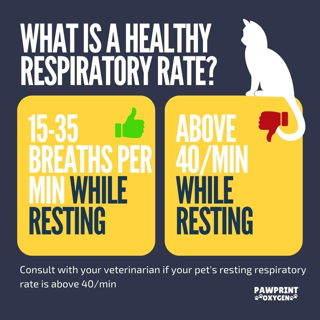 how do you check a dogs breathing rate